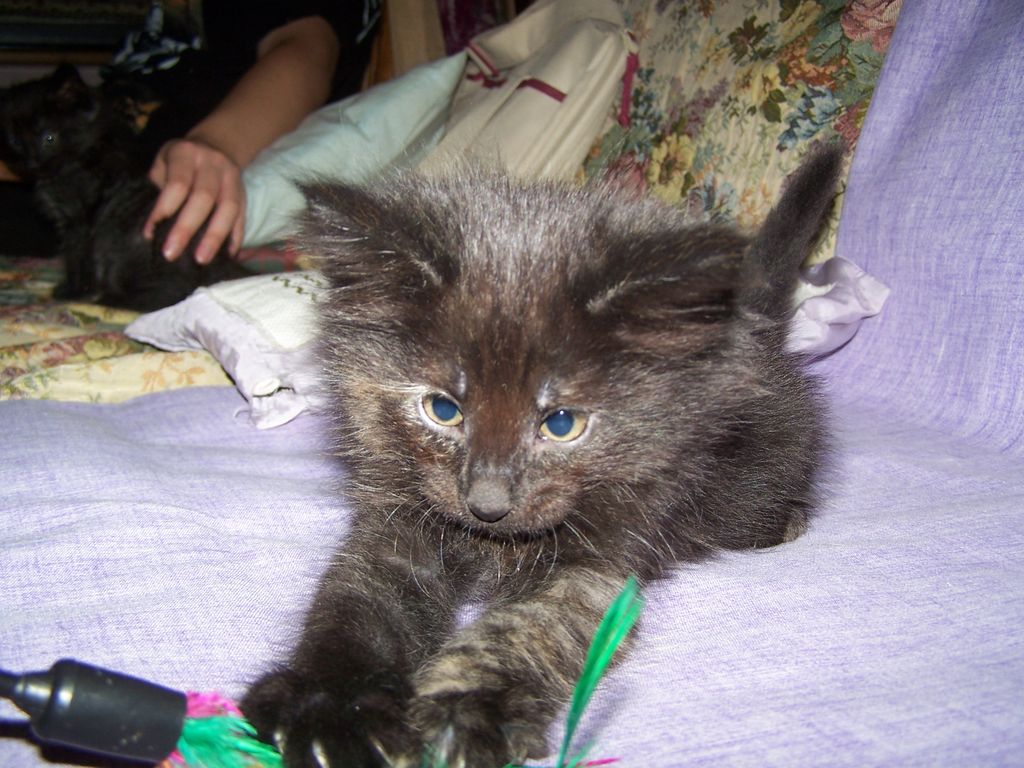 Gatti Norvegesi - cuccioli