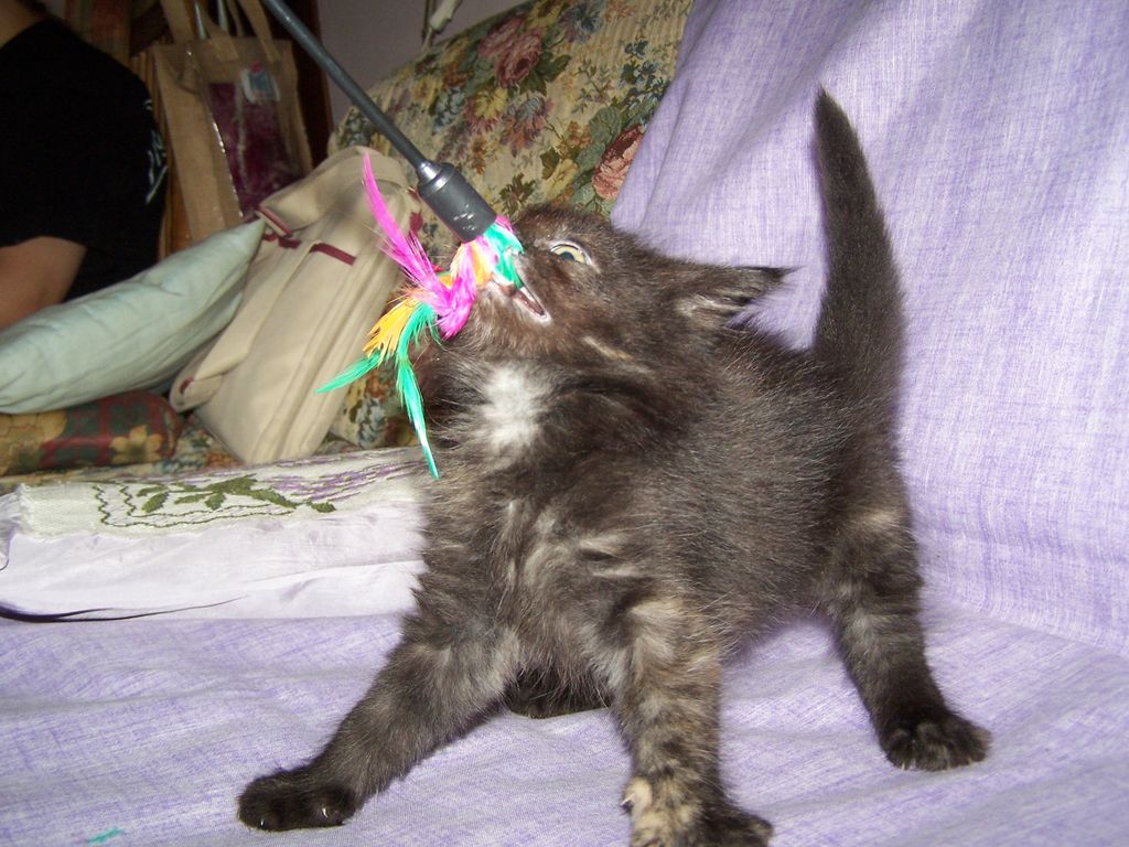 Gatti Norvegesi - cuccioli