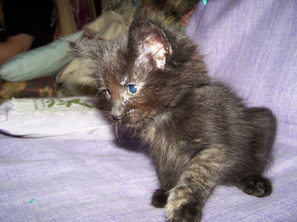 Gatti Norvegesi - cuccioli