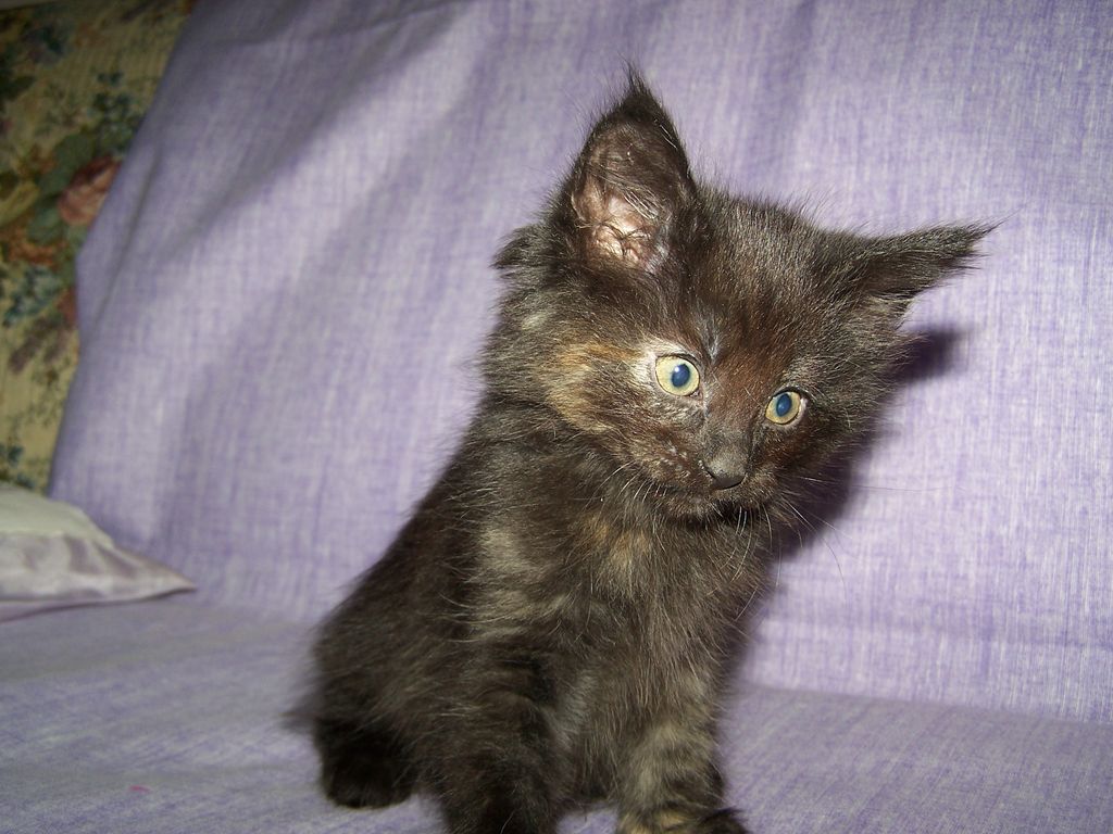 Gatti Norvegesi - cuccioli