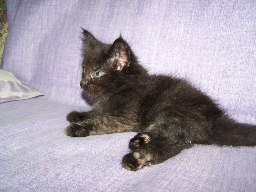 Gatti Norvegesi - cuccioli