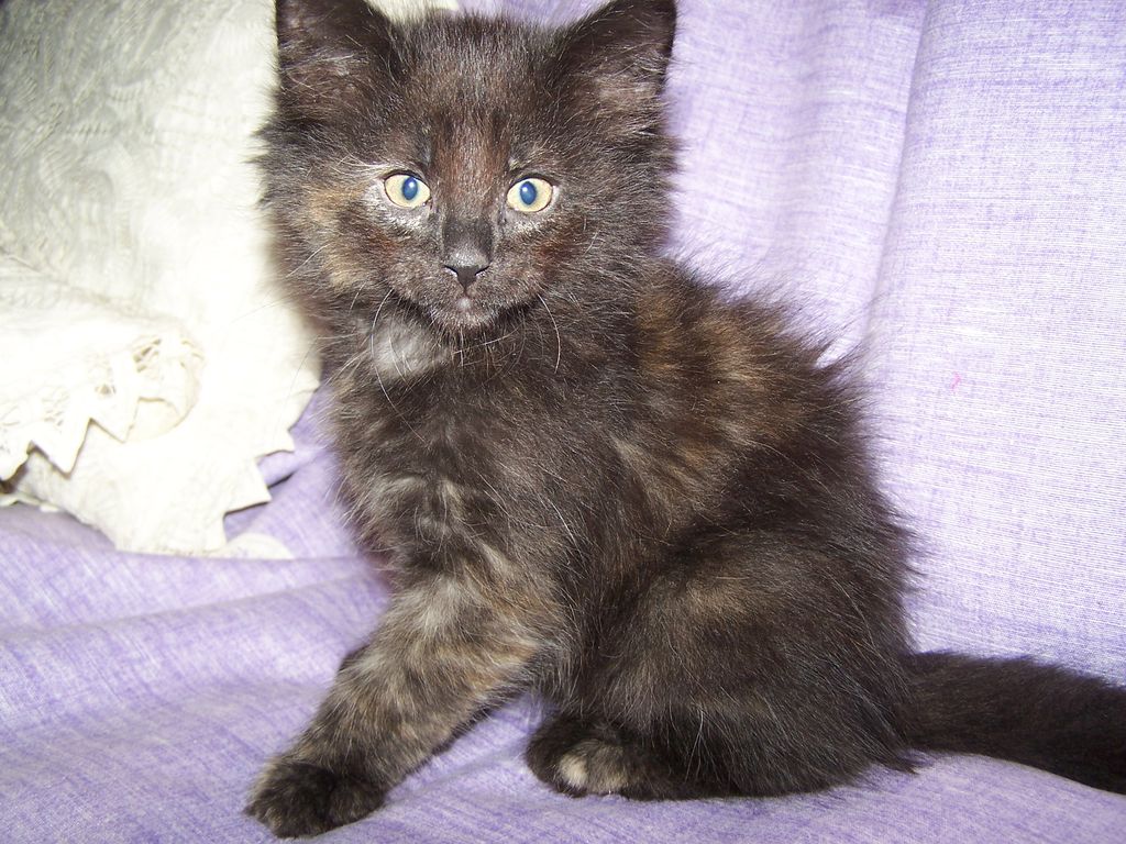 Gatti Norvegesi - cuccioli