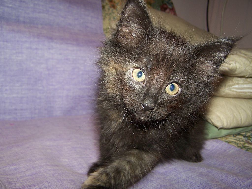 Gatti Norvegesi - cuccioli