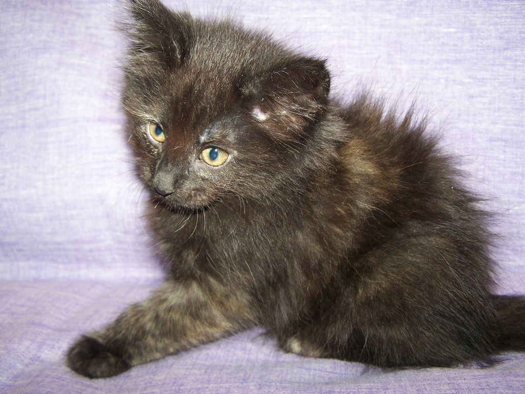 Gatti Norvegesi - cuccioli