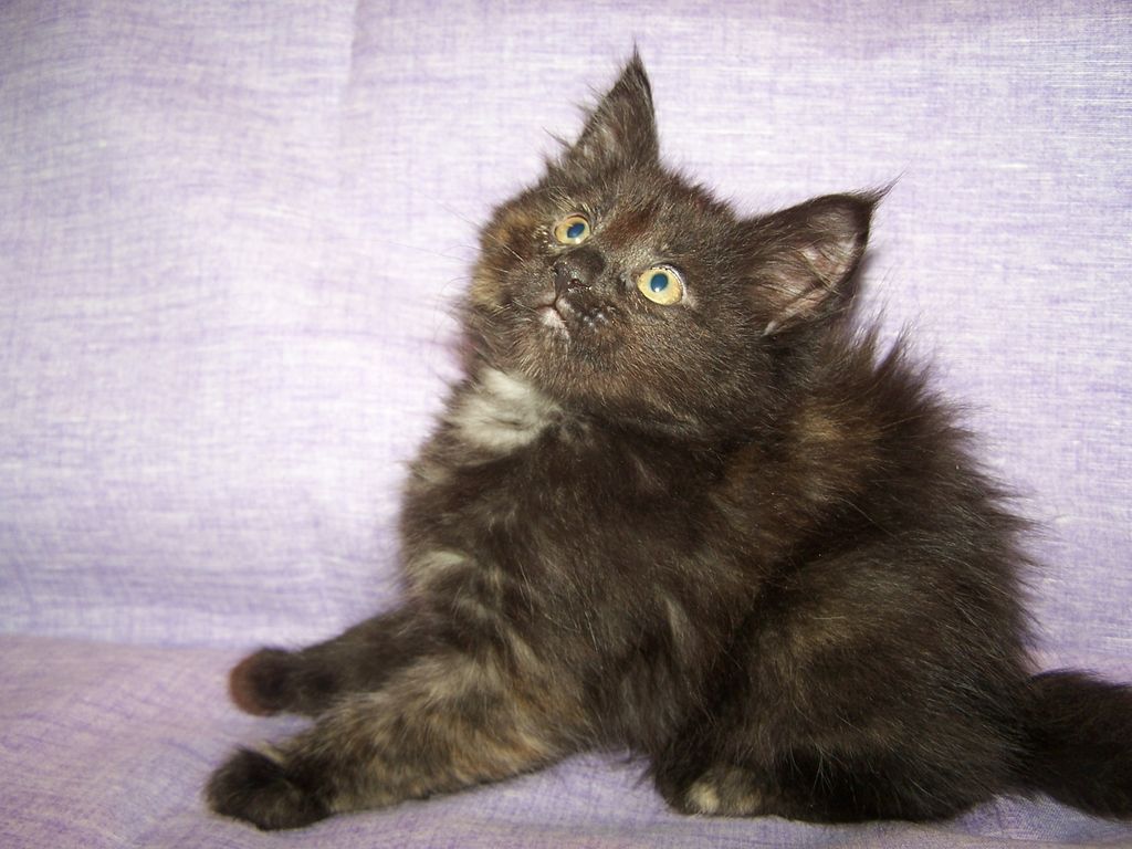 Gatti Norvegesi - cuccioli