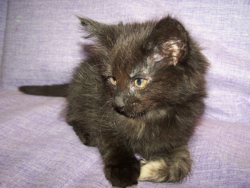 Gatti Norvegesi - cuccioli