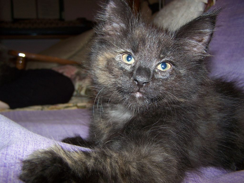 Gatti Norvegesi - cuccioli