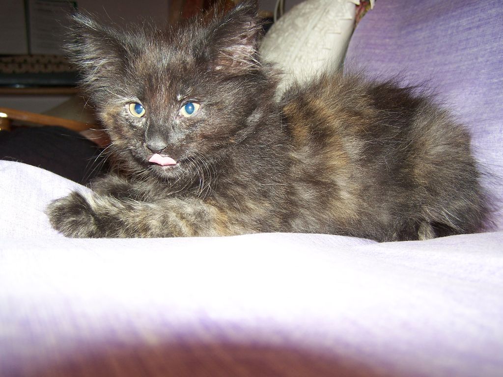 Gatti Norvegesi - cuccioli