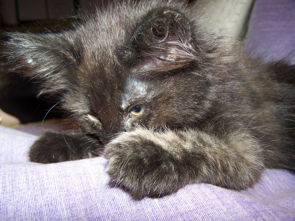 Gatti Norvegesi - cuccioli