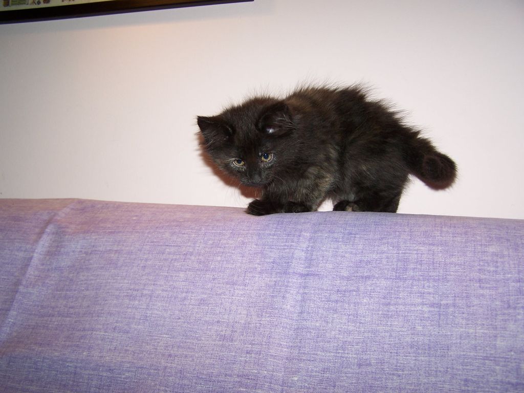 Gatti Norvegesi - cuccioli