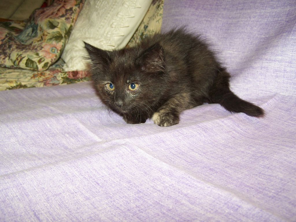 Gatti Norvegesi - cuccioli