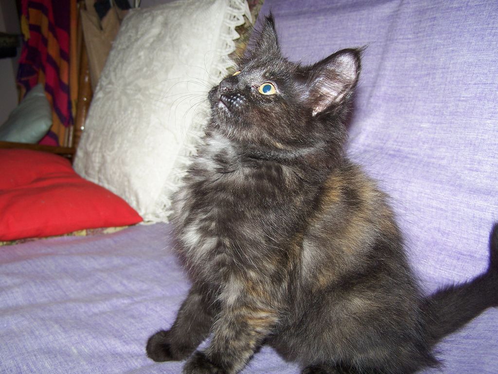 Gatti Norvegesi - cuccioli