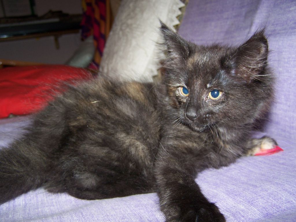 Gatti Norvegesi - cuccioli