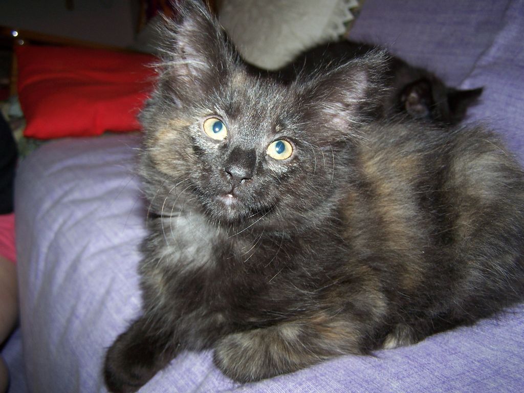 Gatti Norvegesi - cuccioli