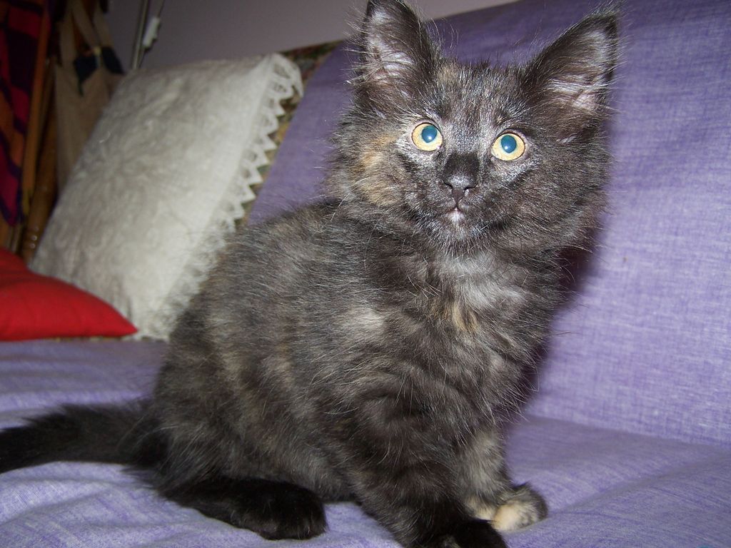 Gatti Norvegesi - cuccioli