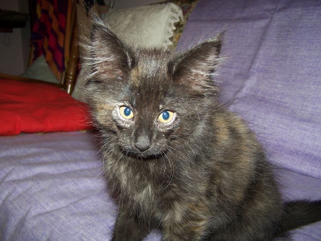 Gatti Norvegesi - cuccioli