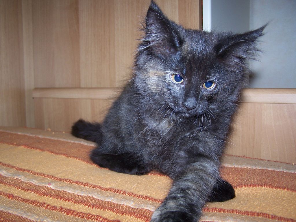 Gatti Norvegesi - cuccioli