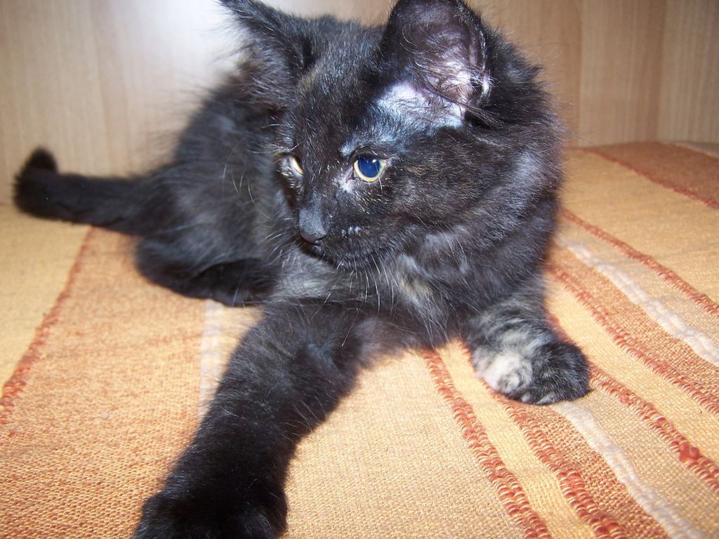 Gatti Norvegesi - cuccioli