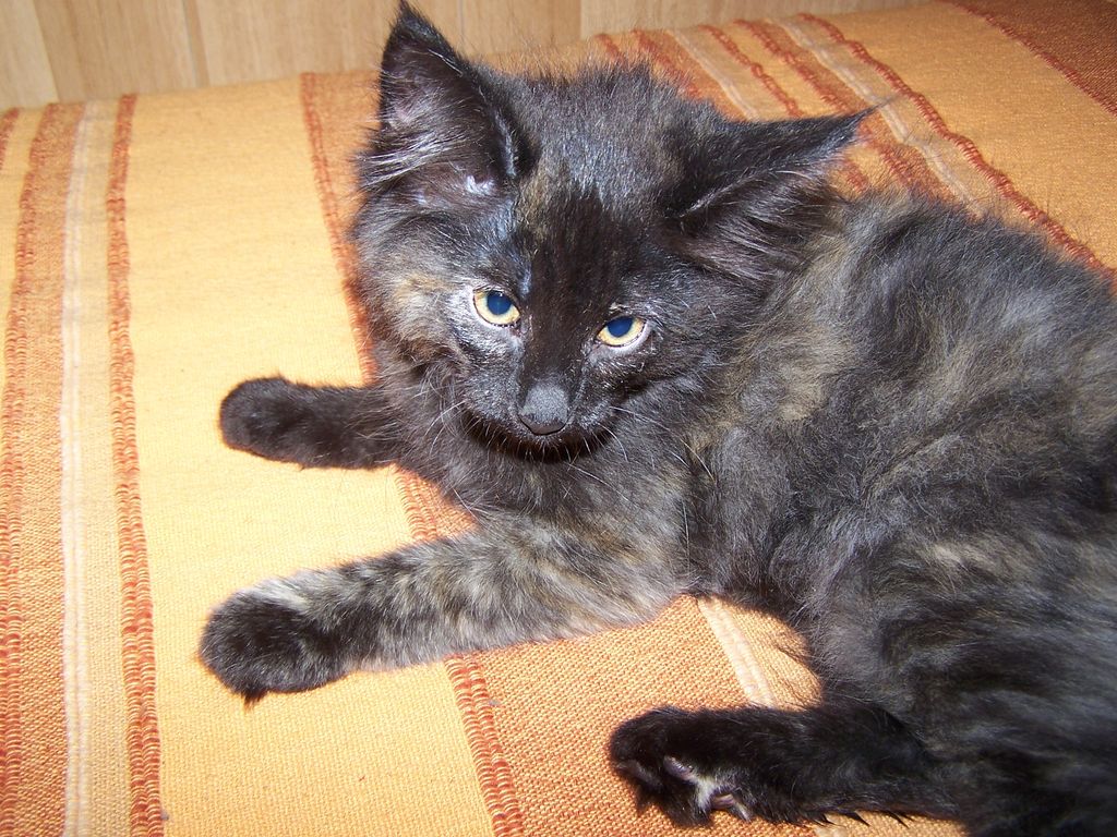 Gatti Norvegesi - cuccioli