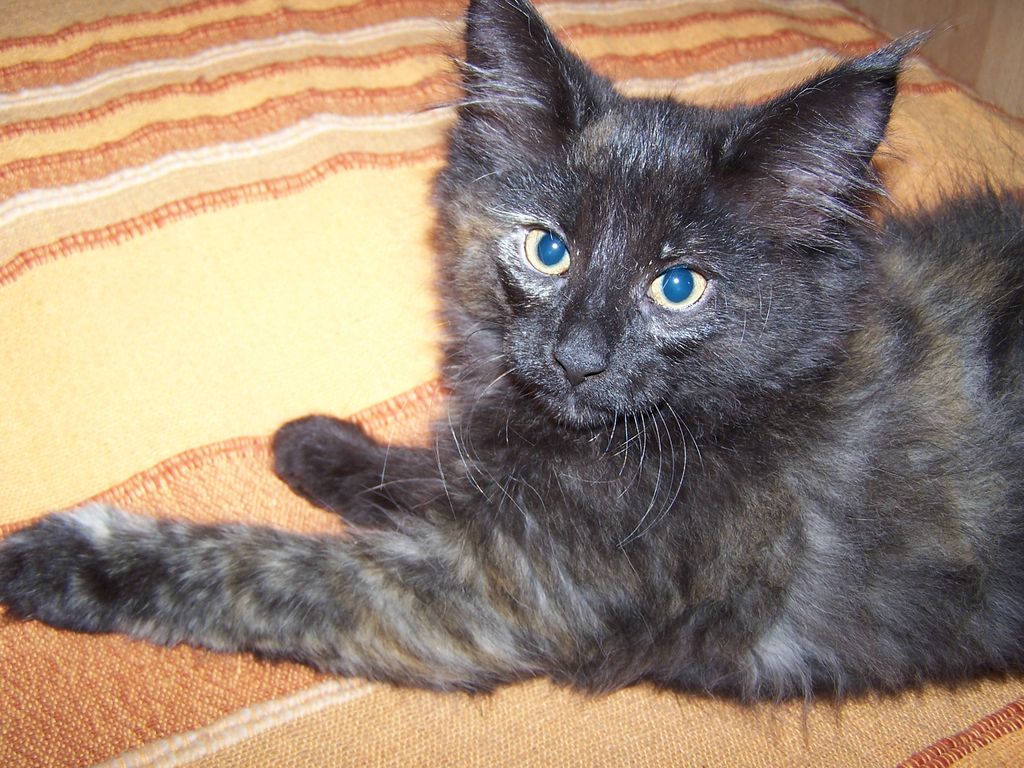 Gatti Norvegesi - cuccioli