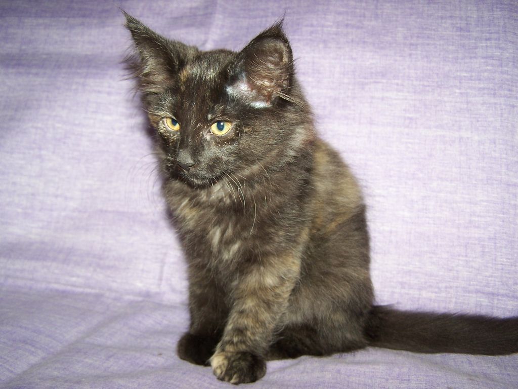 Gatti Norvegesi - cuccioli