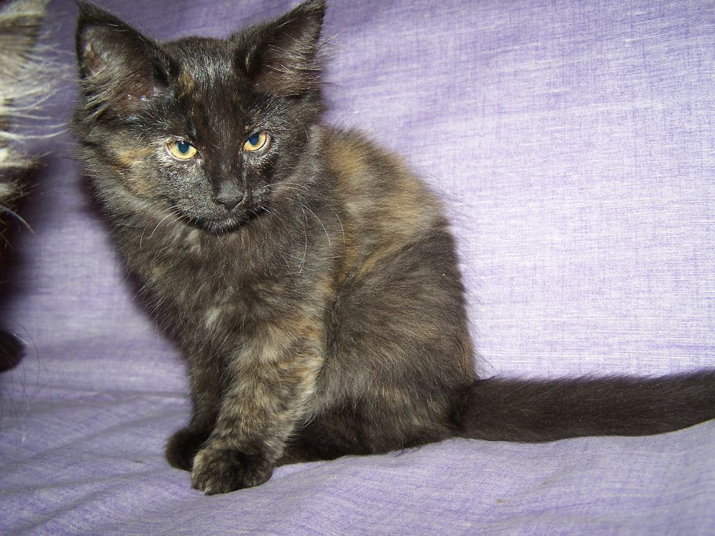 Gatti Norvegesi - cuccioli