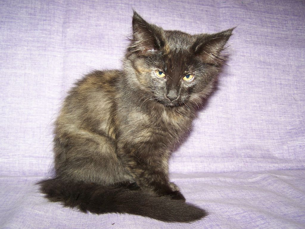 Gatti Norvegesi - cuccioli