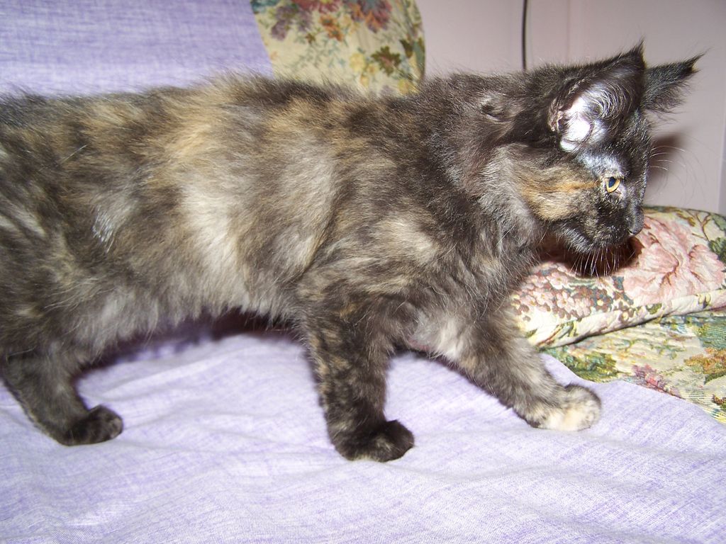 Gatti Norvegesi - cuccioli