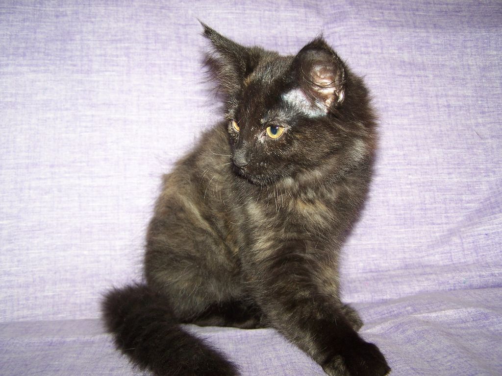 Gatti Norvegesi - cuccioli