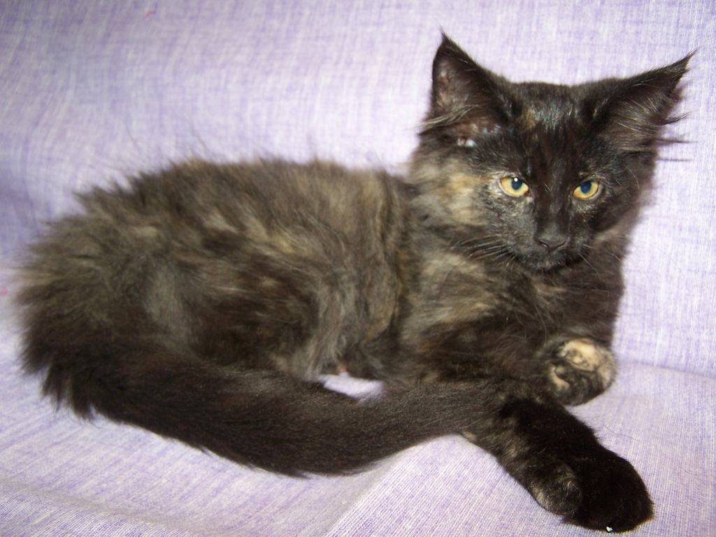 Gatti Norvegesi - cuccioli