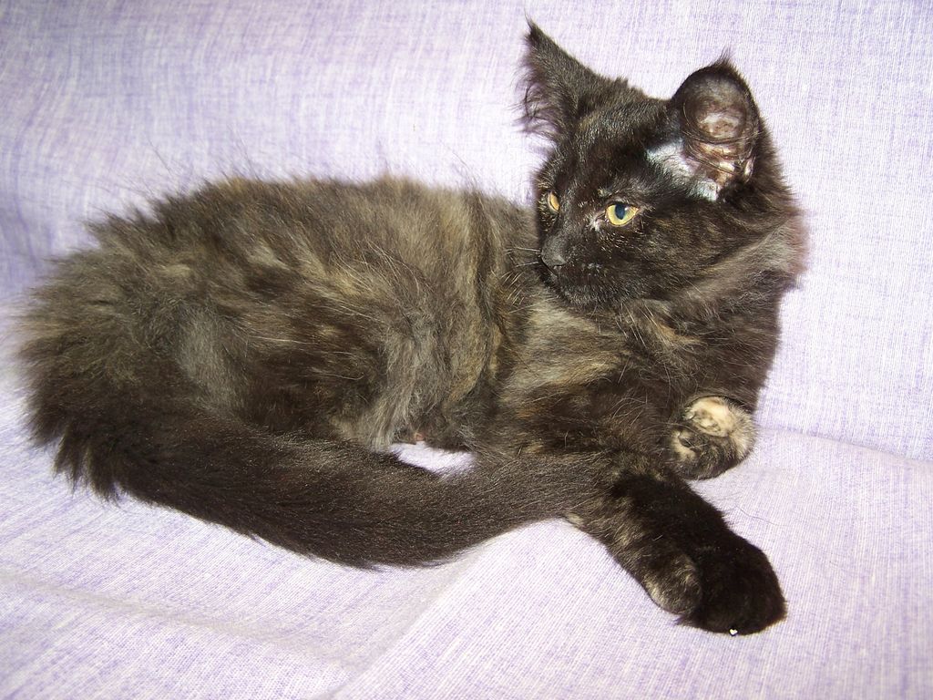 Gatti Norvegesi - cuccioli