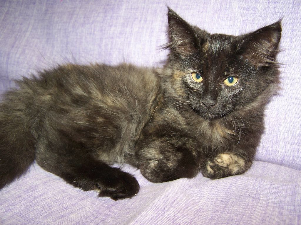 Gatti Norvegesi - cuccioli