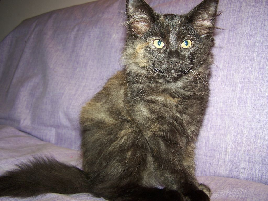 Gatti Norvegesi - cuccioli
