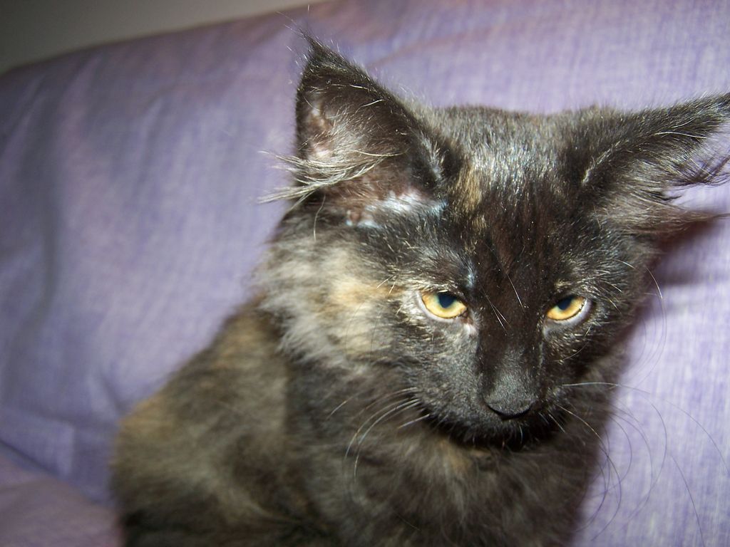 Gatti Norvegesi - cuccioli