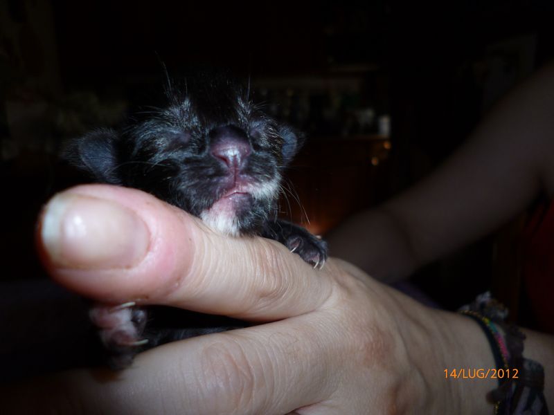 Gatti Norvegesi - cuccioli