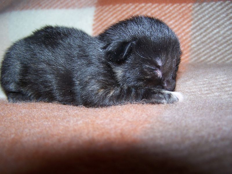 Gatti Norvegesi - cuccioli