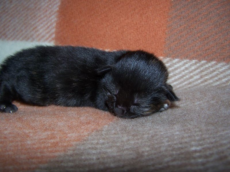 Gatti Norvegesi - cuccioli