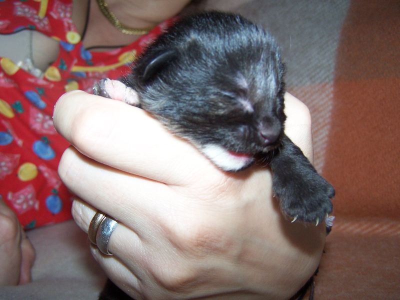 Gatti Norvegesi - cuccioli