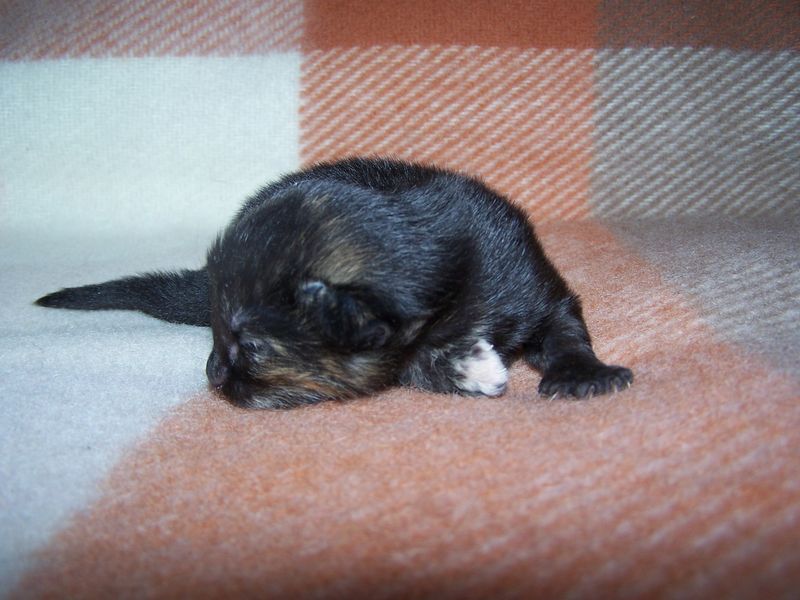 Gatti Norvegesi - cuccioli