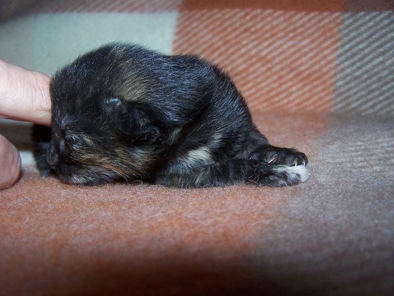 Gatti Norvegesi - cuccioli