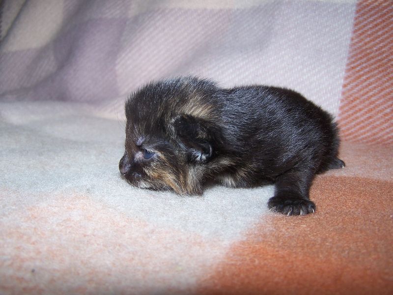 Gatti Norvegesi - cuccioli