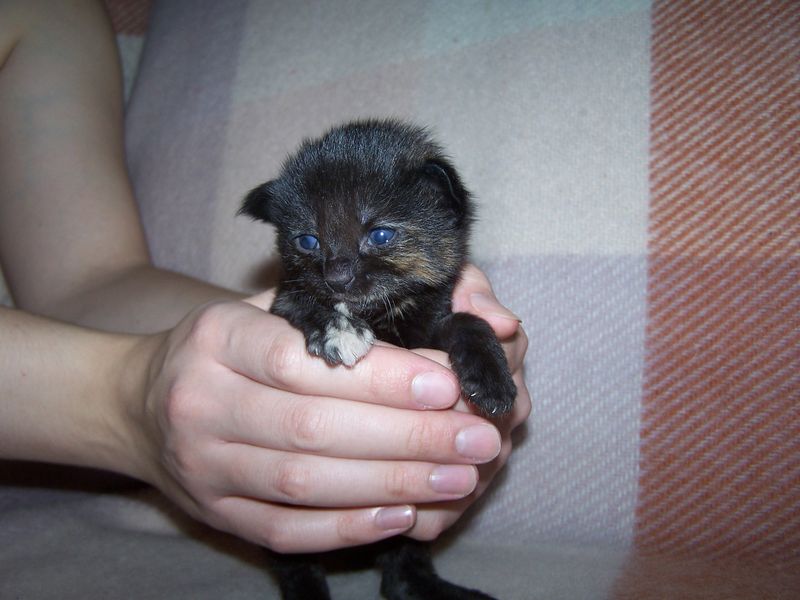 Gatti Norvegesi - cuccioli