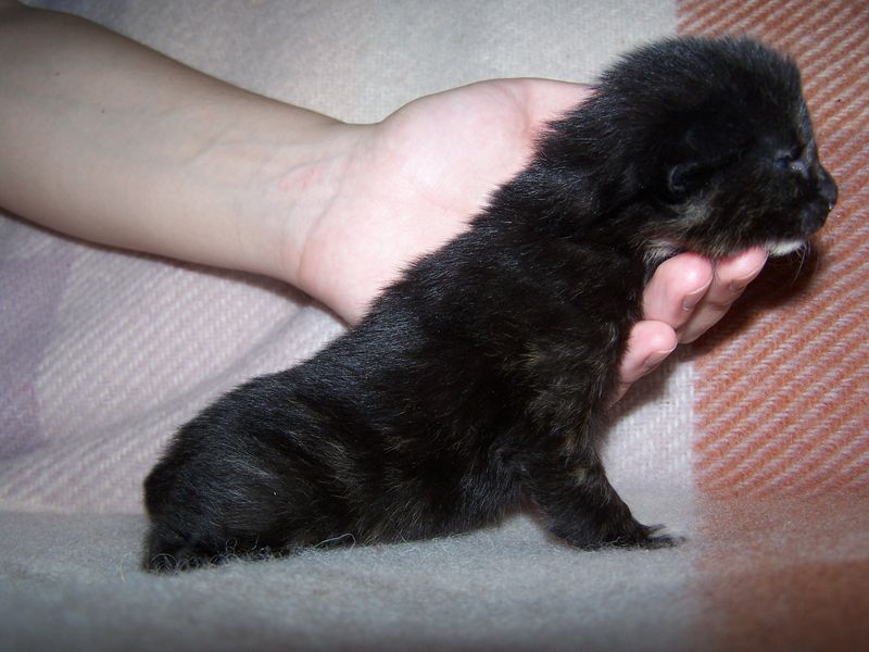 Gatti Norvegesi - cuccioli