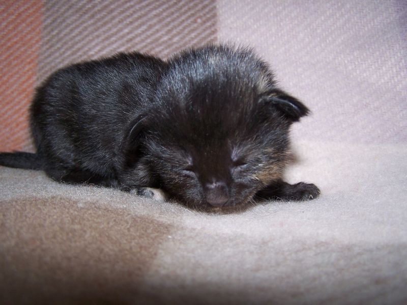 Gatti Norvegesi - cuccioli