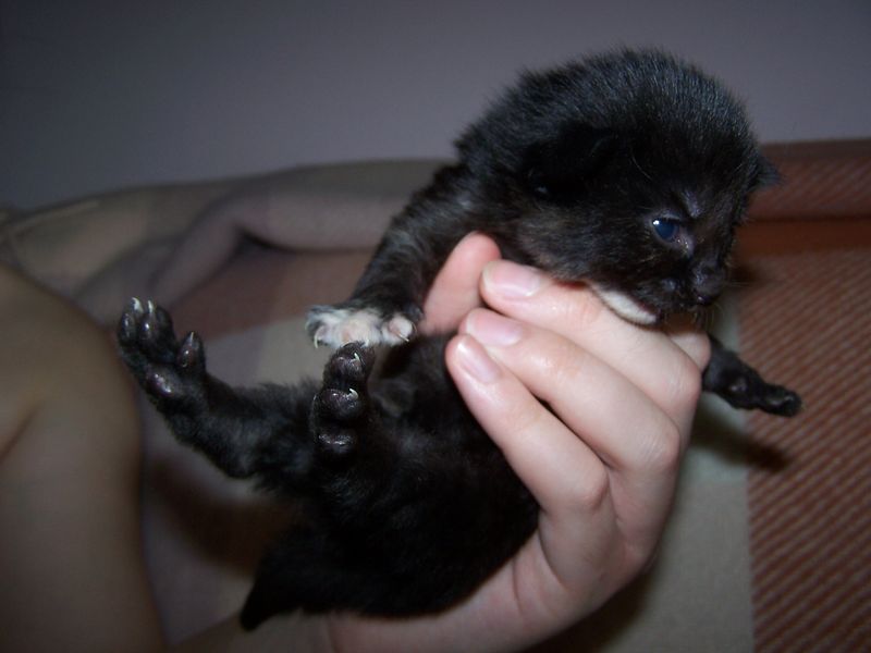 Gatti Norvegesi - cuccioli