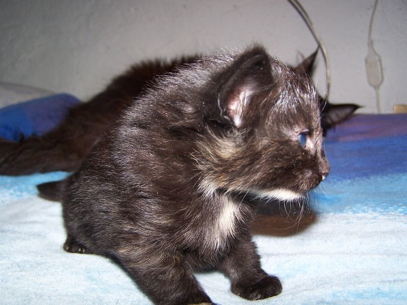 Gatti Norvegesi - cuccioli