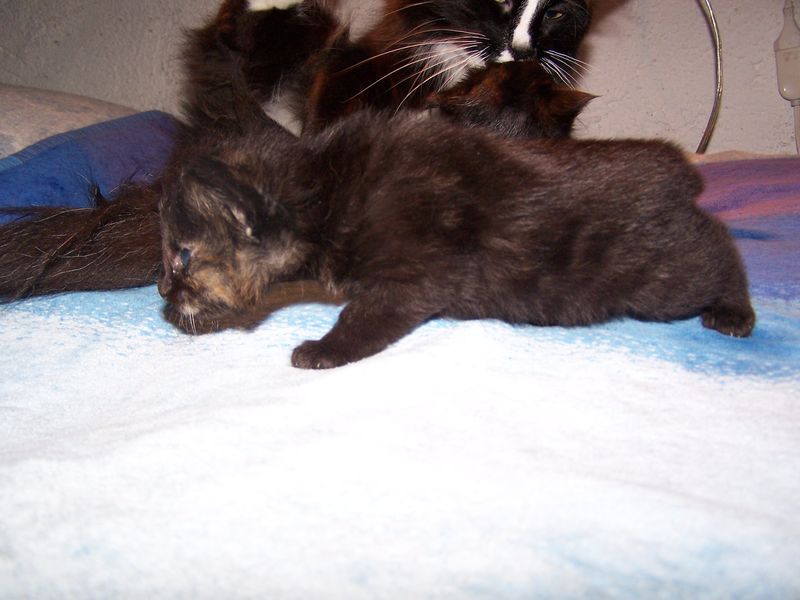 Gatti Norvegesi - cuccioli