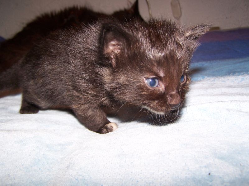 Gatti Norvegesi - cuccioli