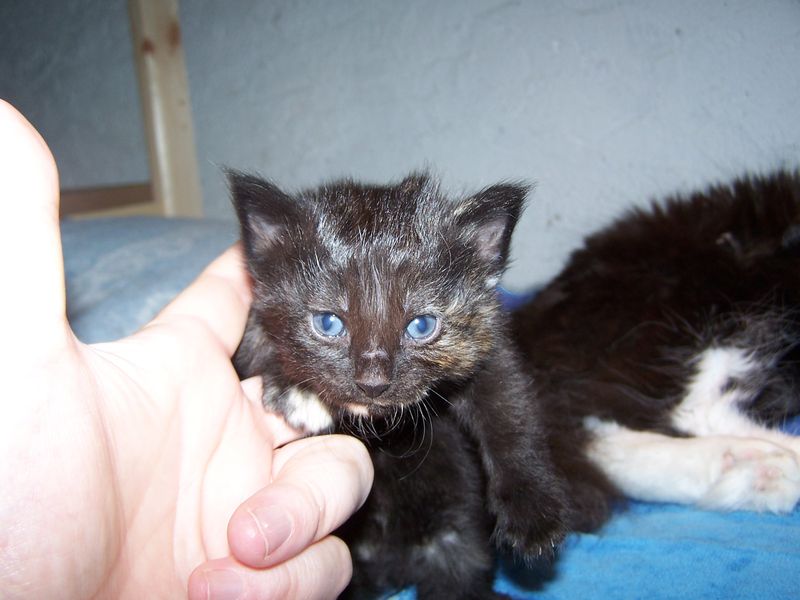 Gatti Norvegesi - cuccioli