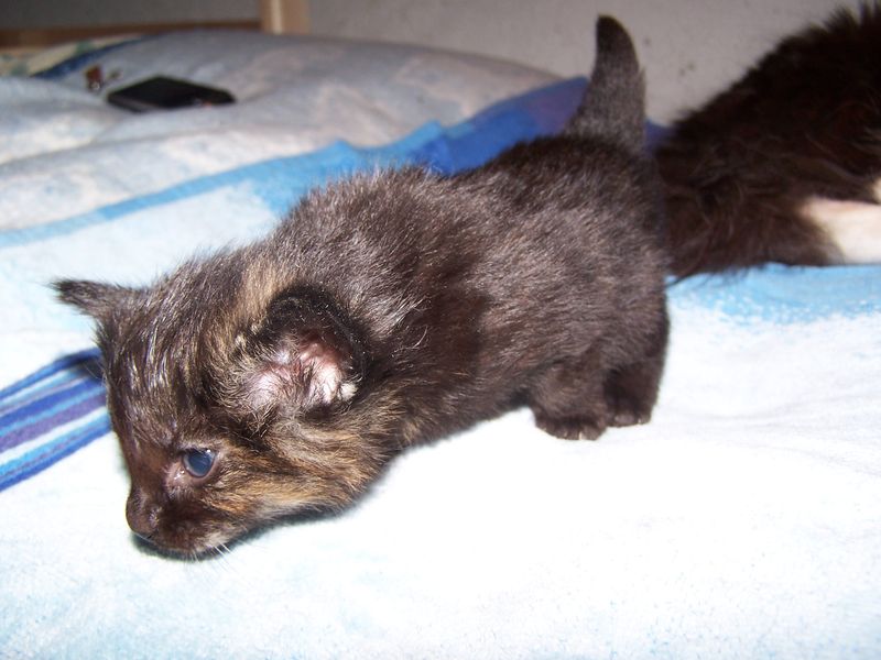Gatti Norvegesi - cuccioli